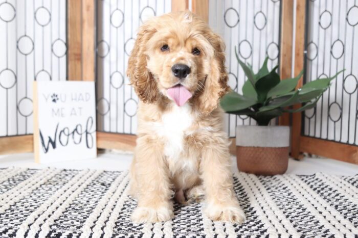 Weston - Handsome Little Male AKC Cocker Spaniel Puppy - Image 5