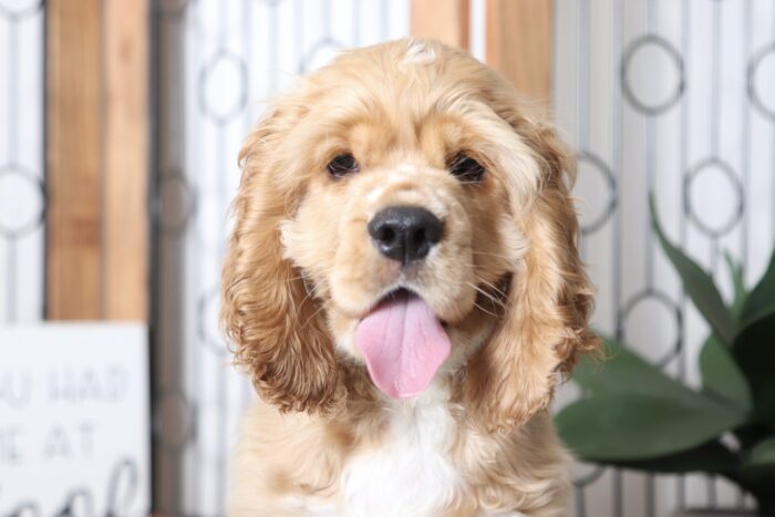 Weston - Handsome Little Male AKC Cocker Spaniel Puppy - Image 2