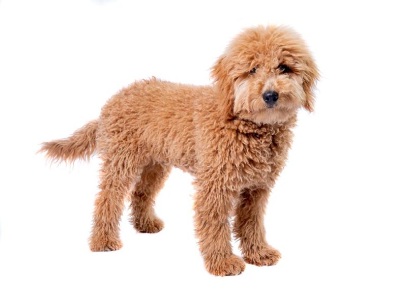 5 Best Dog Foods For Mini Goldendoodles For Fluffy Affection Puppies