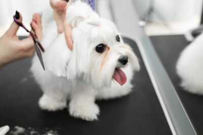 Shih Tzu Haircuts