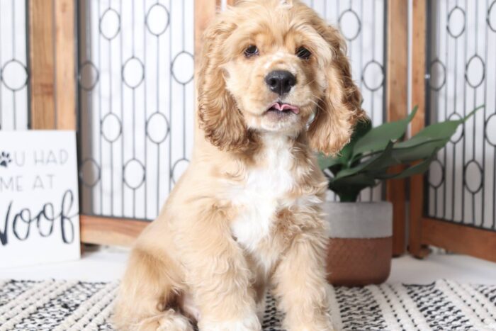 Weston - Handsome Little Male AKC Cocker Spaniel Puppy - Image 3