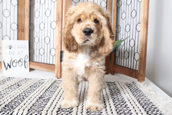 Weston - Handsome Little Male AKC Cocker Spaniel Puppy