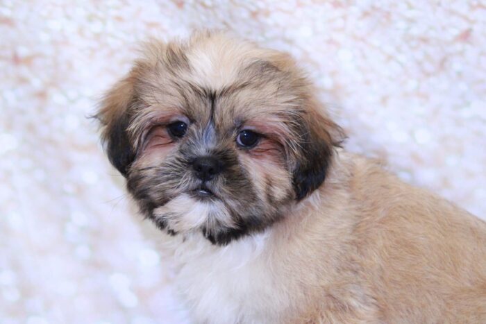 Axel- Loyal Little ACA Male Shih-Tzu Puppy - Image 2