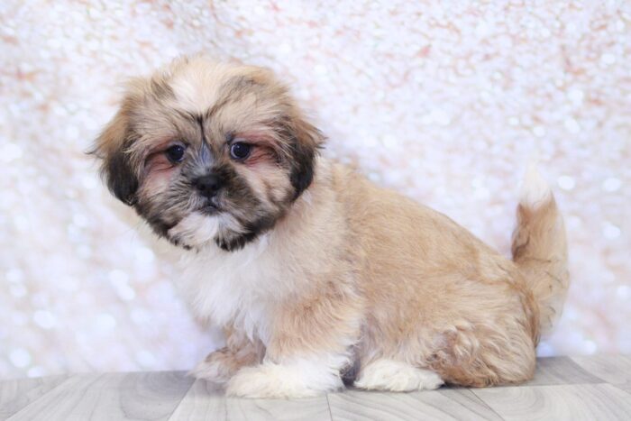 Axel- Loyal Little ACA Male Shih-Tzu Puppy
