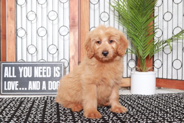 Aaron - Awesome Tan Male Mini F1B Goldendoodle Puppy