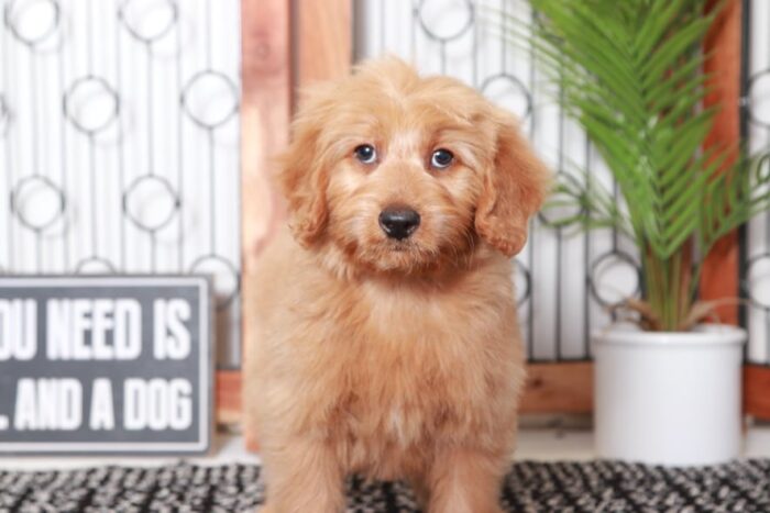 Aaron - Awesome Tan Male Mini F1B Goldendoodle Puppy - Image 2