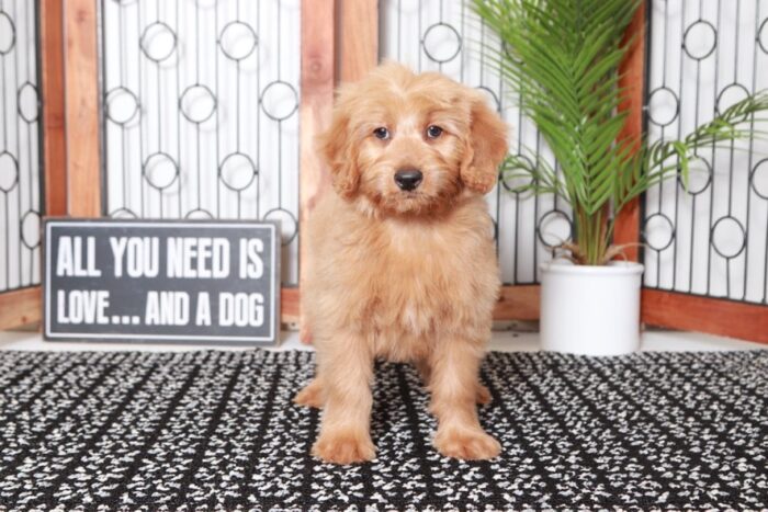 Aaron - Awesome Tan Male Mini F1B Goldendoodle Puppy - Image 3