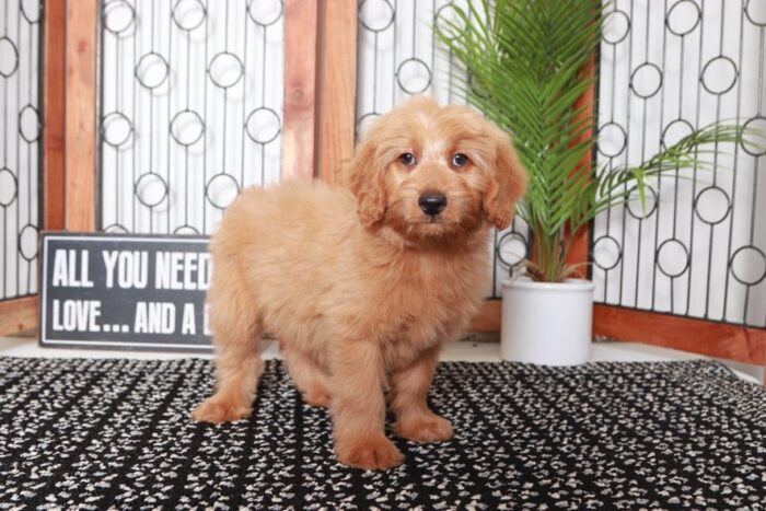 Aaron - Awesome Tan Male Mini F1B Goldendoodle Puppy - Image 4