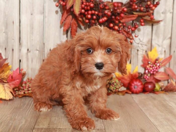 Available Puppies - Puppies Online