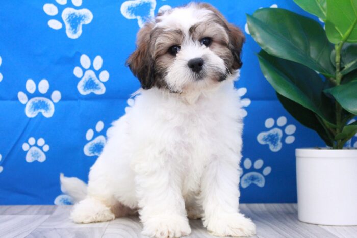 Abe-  Loyal Male Teddy Bear Puppy - Image 2