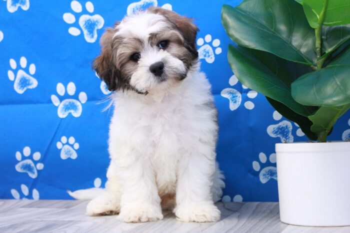 Abe-  Loyal Male Teddy Bear Puppy