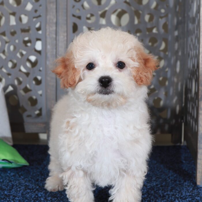 Abigail-Sweet female Poochon Puppy - Image 3