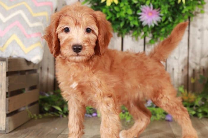 Abu- Male Goldendoodle puppy - Image 4