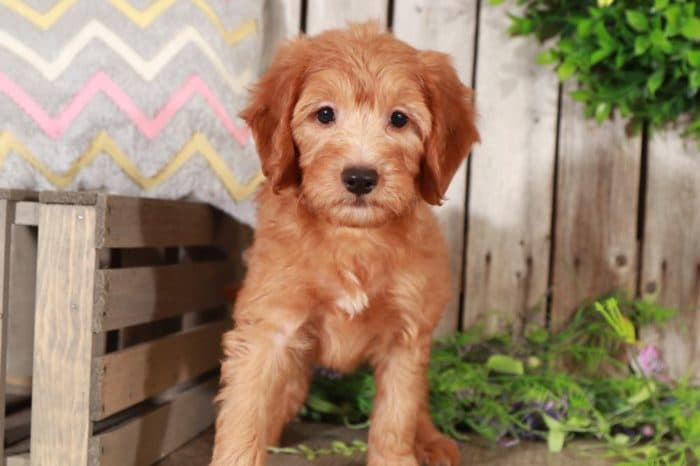 Abu- Male Goldendoodle puppy - Image 2