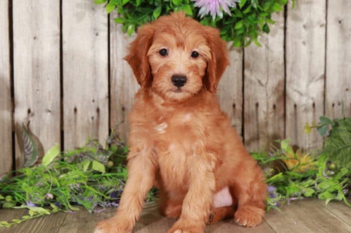 Abu- Male Goldendoodle puppy