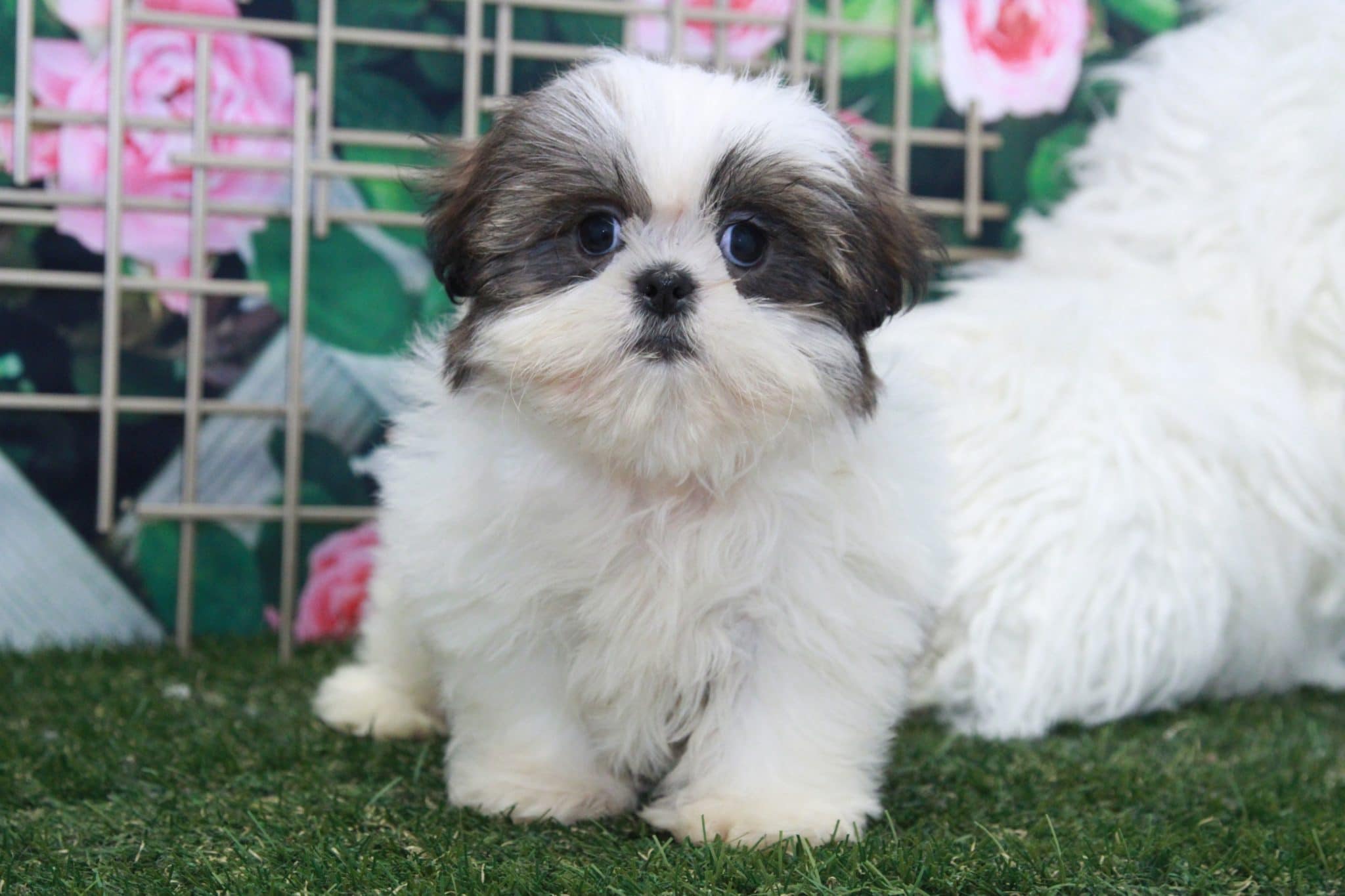 Acorn - Attractive Little Male Shih-Tzu Puppy - Image 2