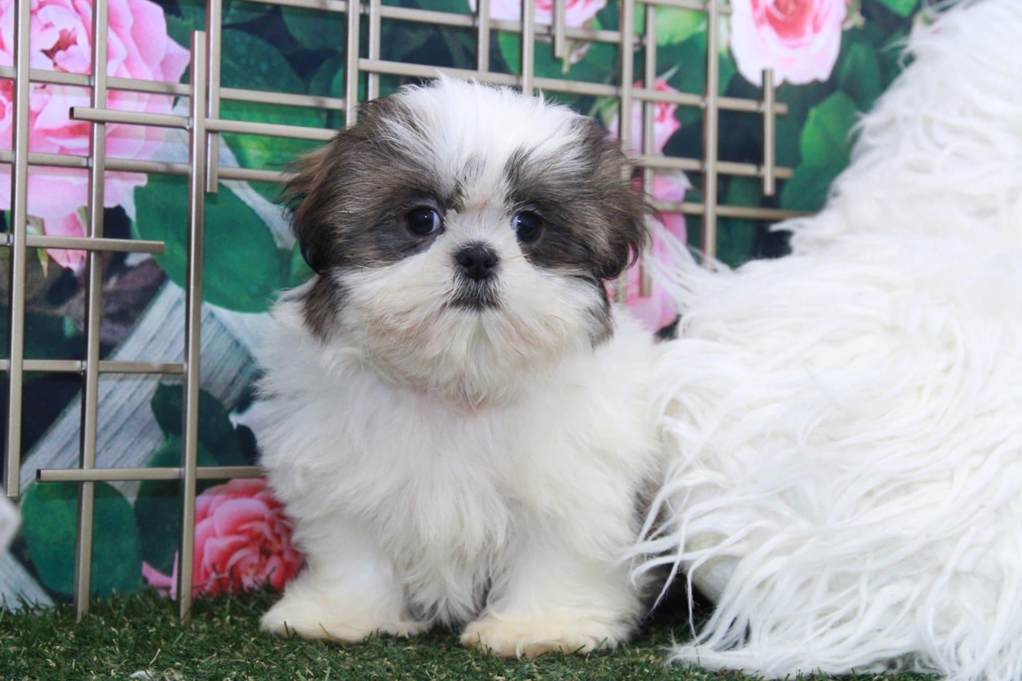 Acorn - Attractive Little Male Shih-Tzu Puppy - Image 3