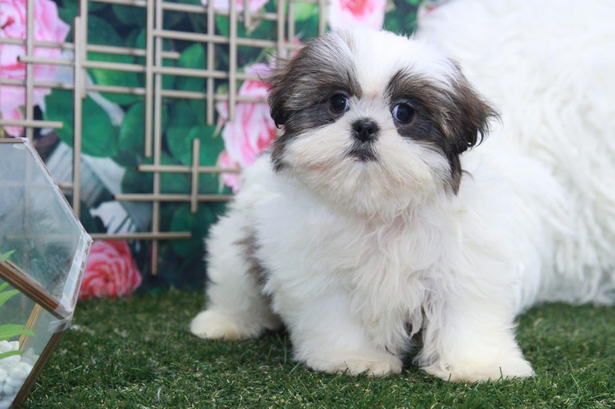 Acorn - Attractive Little Male Shih-Tzu Puppy