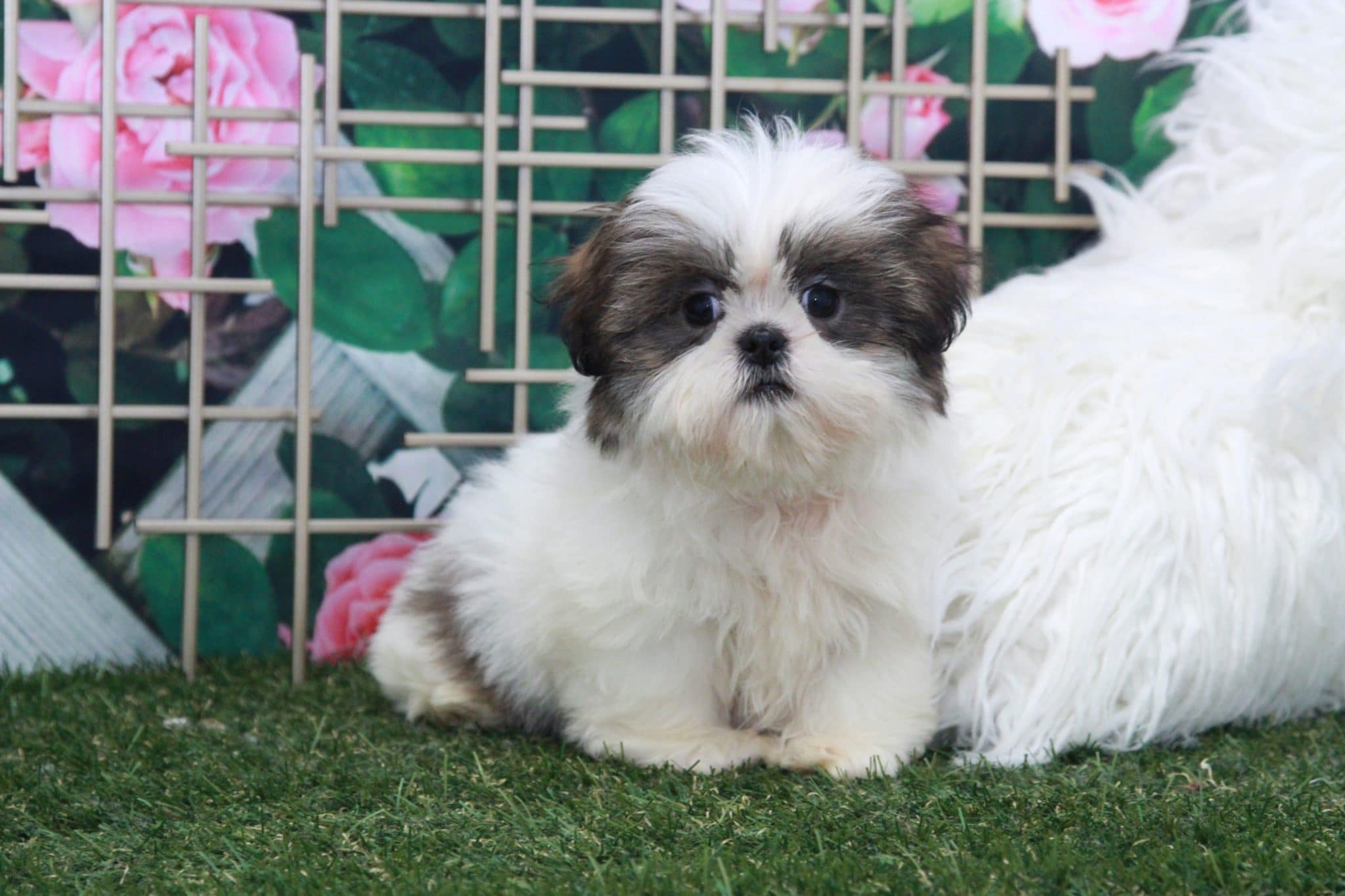 Acorn - Attractive Little Male Shih-Tzu Puppy - Image 5