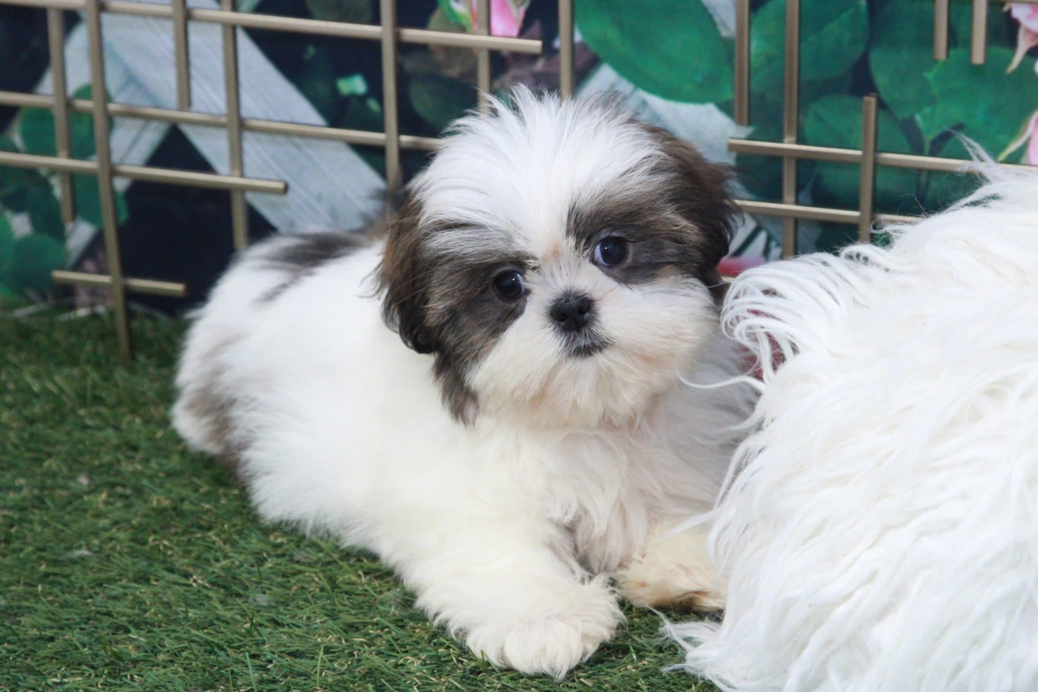 Acorn - Attractive Little Male Shih-Tzu Puppy - Image 6