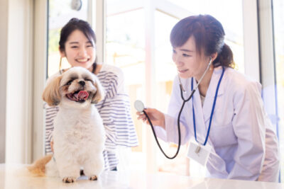 Vet checking on Shih Tzu