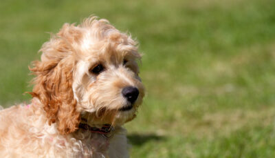 cavachon puppy