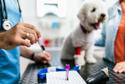 A young woman brought her sick dog to the vet for a check-up