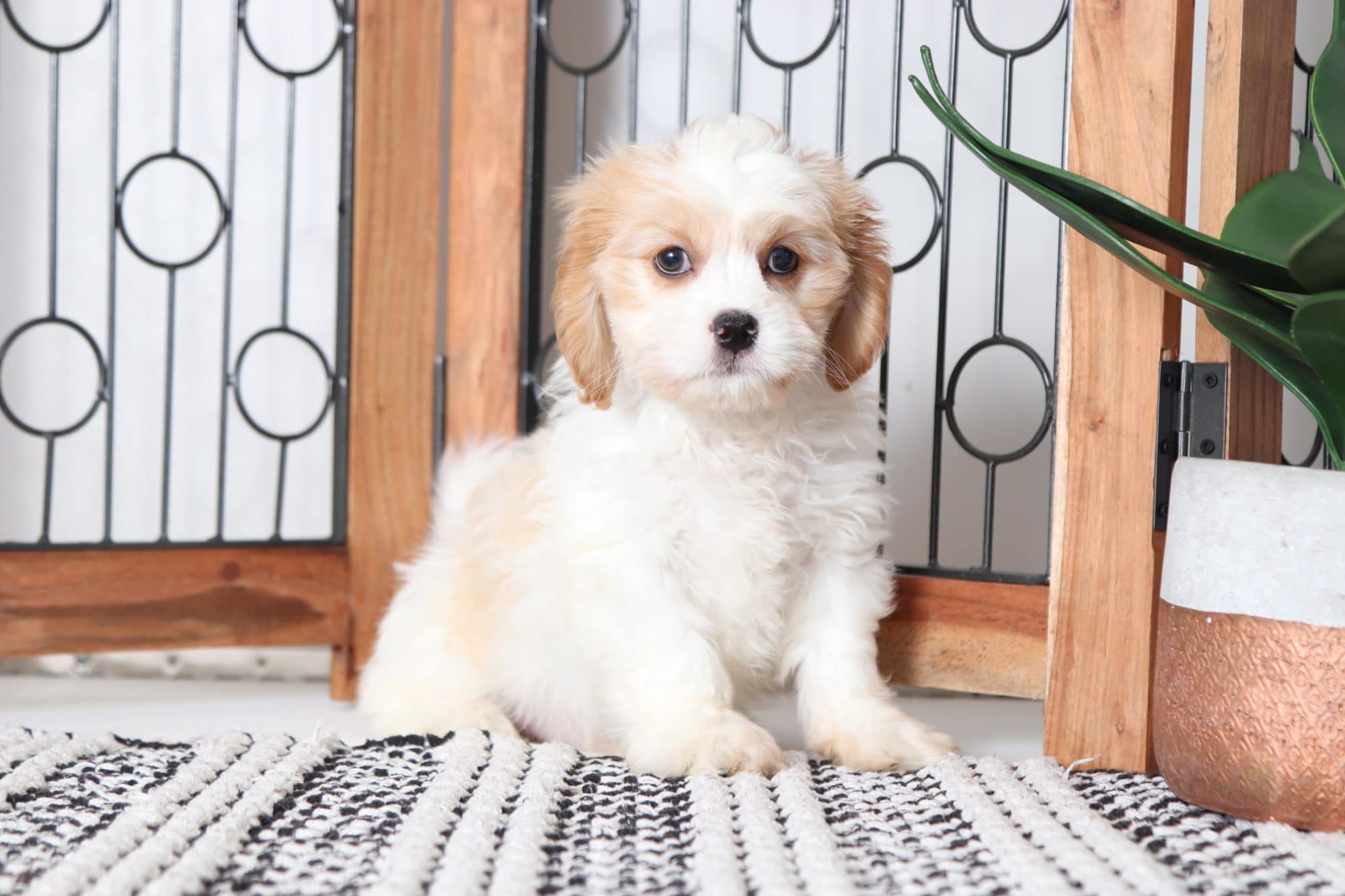 Aiden - Loving Male Cavachon Puppy