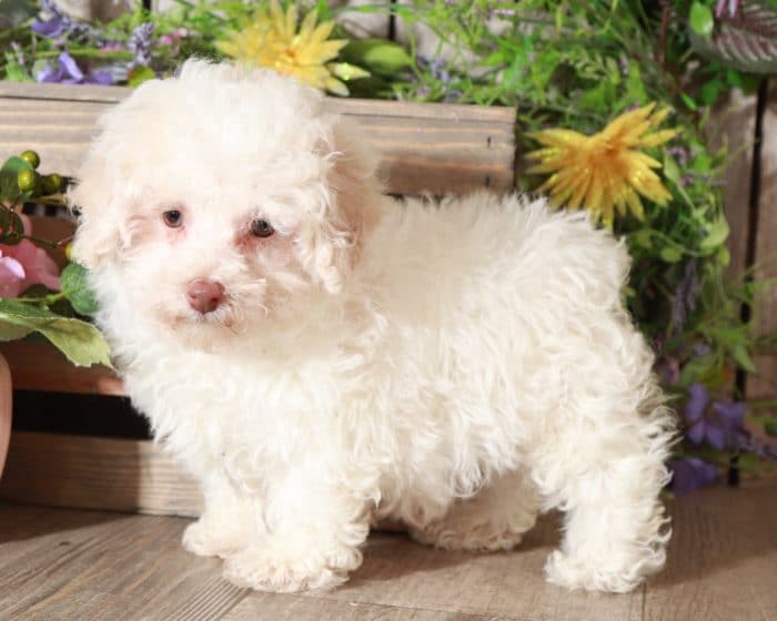 Aj - Fluffy TOY Poodle