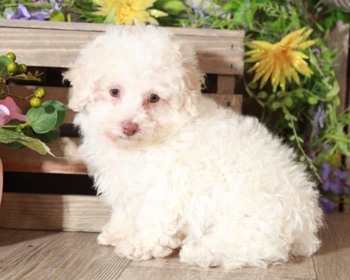 Aj - Fluffy TOY Poodle - Image 4
