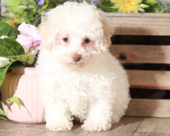 Aj - Fluffy TOY Poodle - Image 3