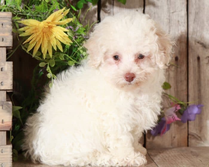 Aj - Fluffy TOY Poodle - Image 2