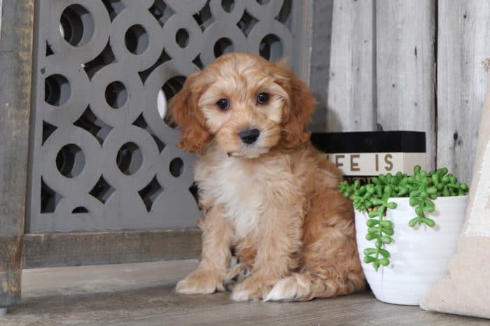 Alan - Handsome Cockapoo - Image 2