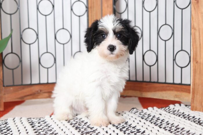 Alan - Cuddly Little Male Yochon Puppy