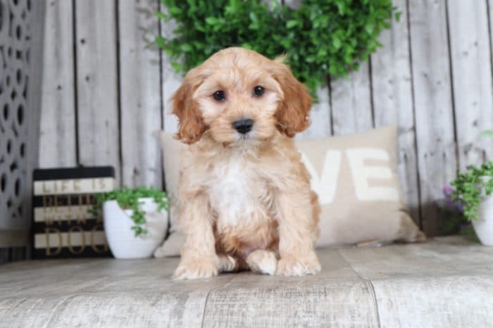 Alan - Handsome Cockapoo - Image 3