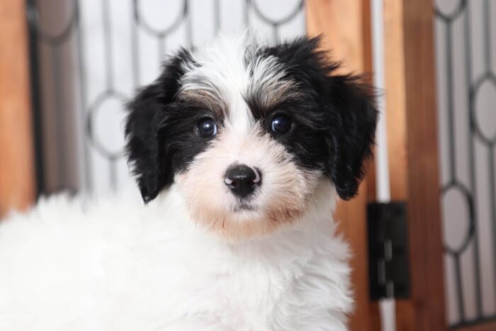 Alan - Cuddly Little Male Yochon Puppy - Image 2