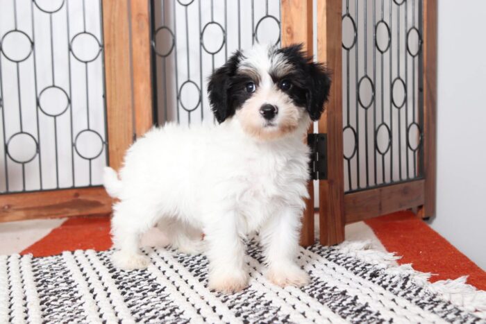 Alan - Cuddly Little Male Yochon Puppy - Image 3
