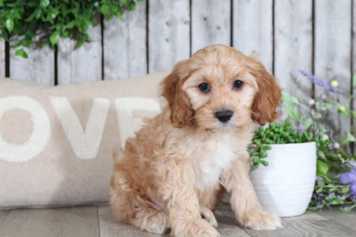 Alan - Handsome Cockapoo - Image 5