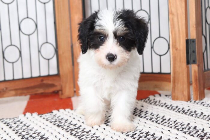 Alan - Cuddly Little Male Yochon Puppy - Image 4