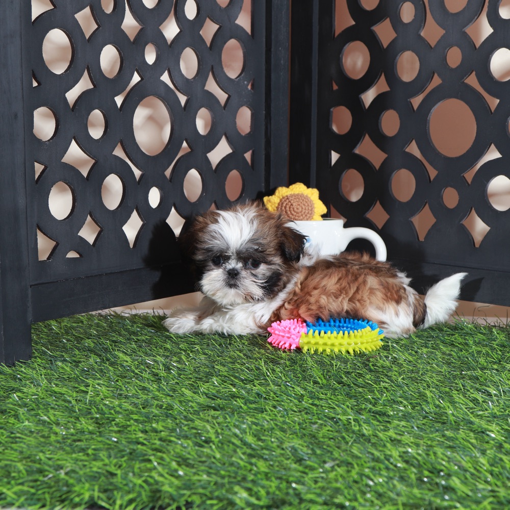 Allie-Sweet Female Imperial Shih-Tzu Puppy - Image 2