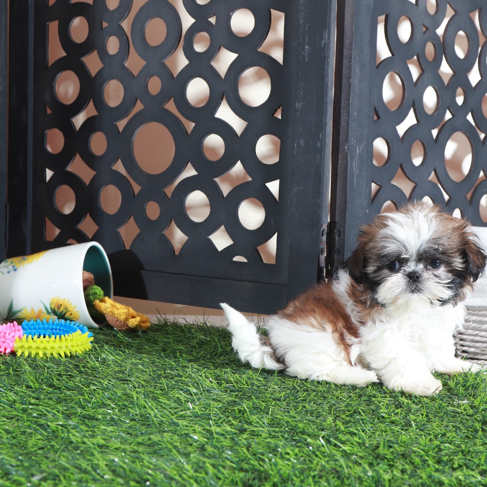 Allie-Sweet Female Imperial Shih-Tzu Puppy - Image 3
