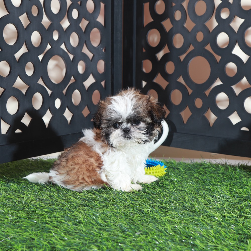 Allie-Sweet Female Imperial Shih-Tzu Puppy - Image 4