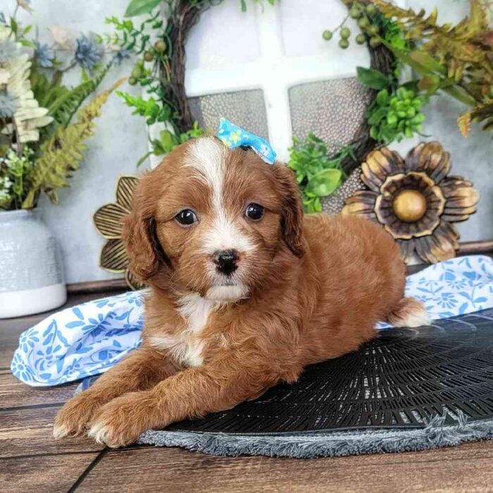 Amanda- Fun Little red-Colored female Cavapoo Puppy
