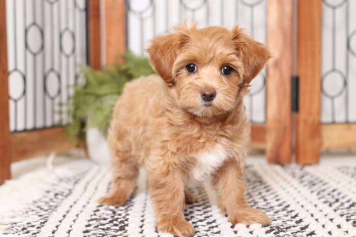 Amber-  Adorable Little Female Malti-Poo Puppy