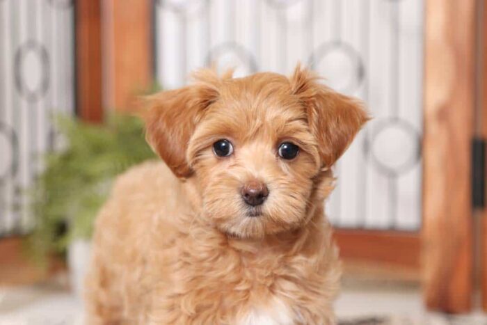 Amber-  Adorable Little Female Malti-Poo Puppy - Image 2