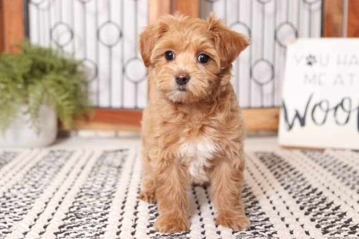 Amber-  Adorable Little Female Malti-Poo Puppy - Image 3