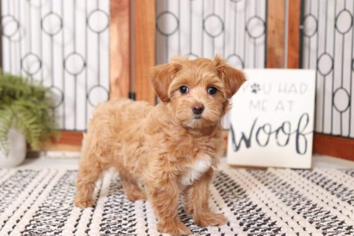Amber-  Adorable Little Female Malti-Poo Puppy - Image 4