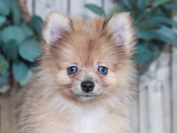 Puppies for Sale in Ohio and Nationwide Puppies Online