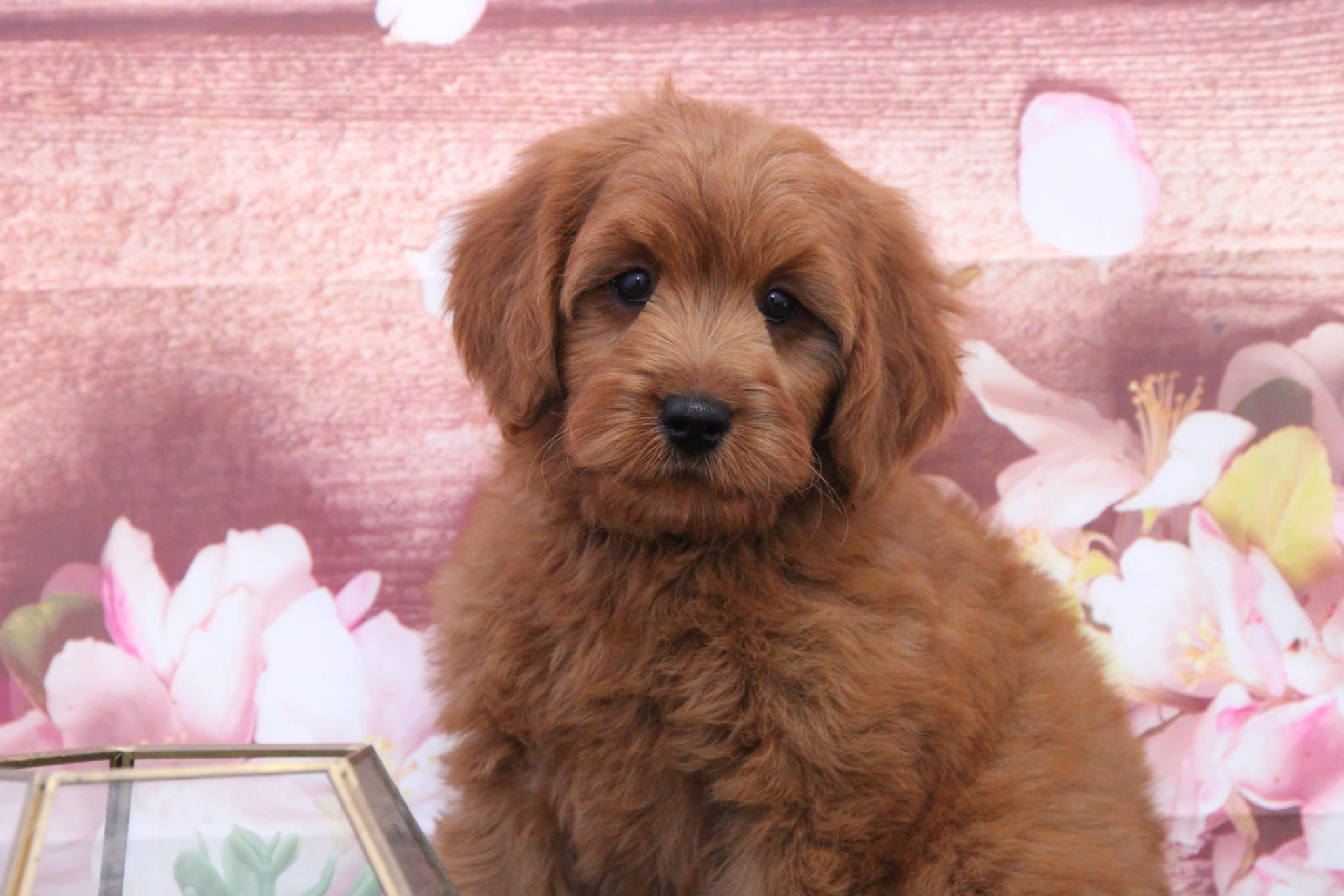 Ana - Perfect Female F1B Mini Goldendoodle Puppy - Image 3