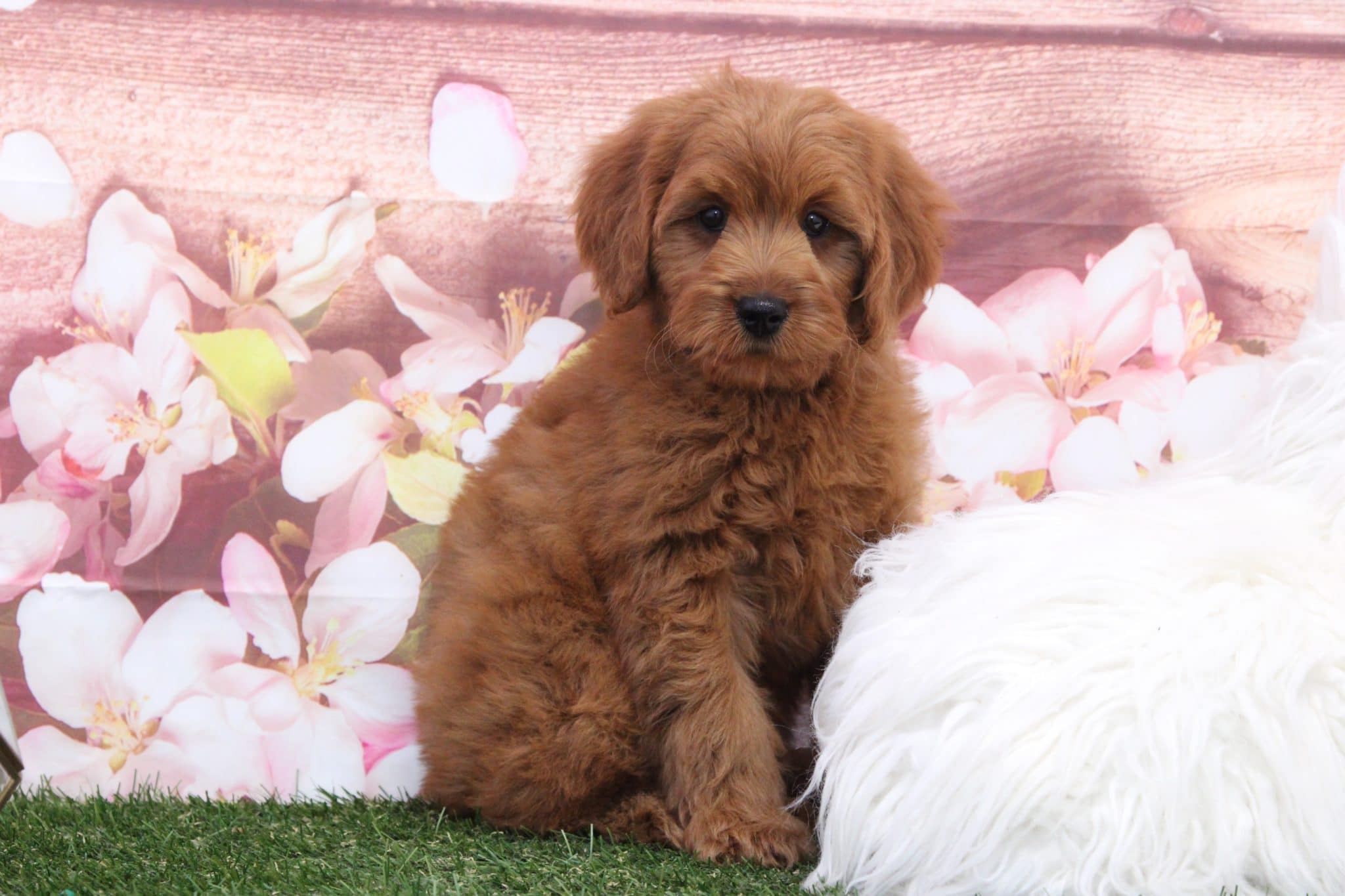 Ana - Perfect Female F1B Mini Goldendoodle Puppy - Image 4